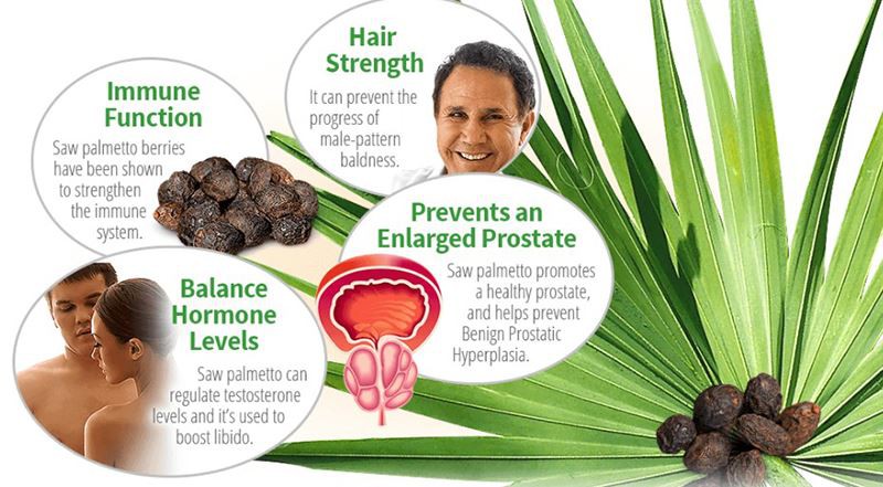 Saw Palmetto Fruit Powder Function Saw Palmetto Fruit Powder Function