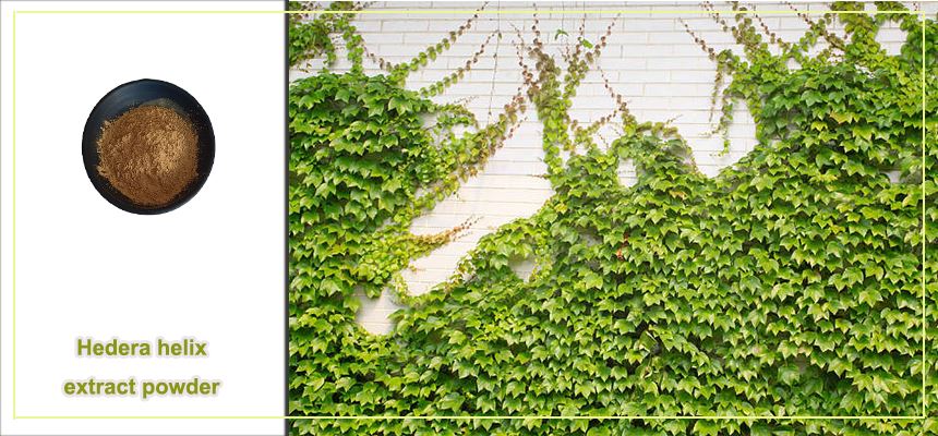 Hedera helix extract powder raw material display Hedera helix extract powder raw material display