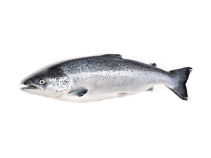 PDRN be sourced from sperm cells of salmon species PDRN be sourced from sperm cells of salmon species